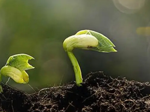 植物(wù)生長(cháng)調節劑使用(yòng)注意事項